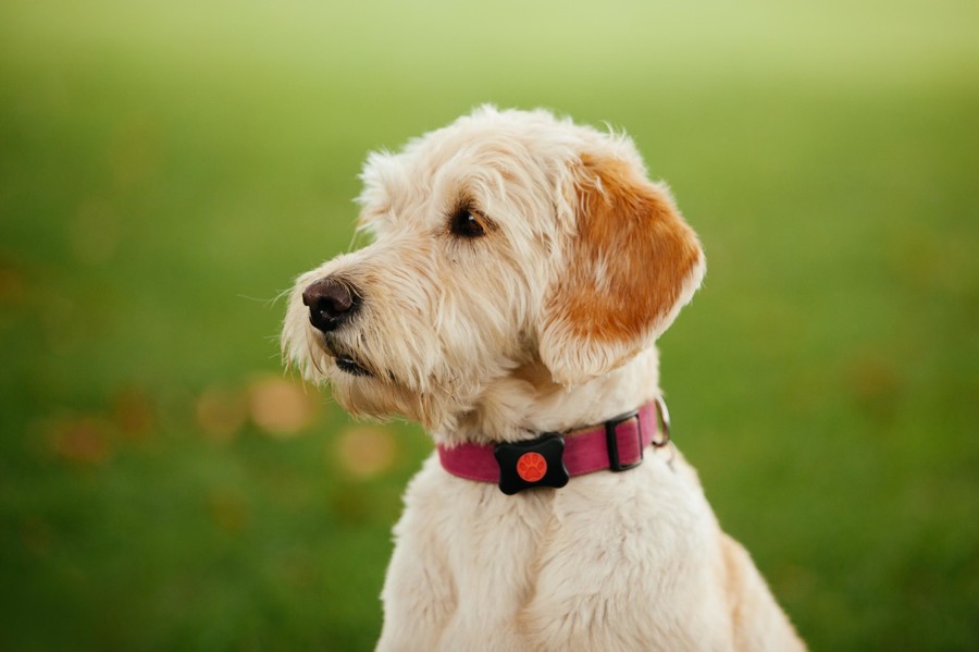 Prenosni fitnes sledilec