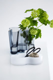Iittala & Alvar Aalto