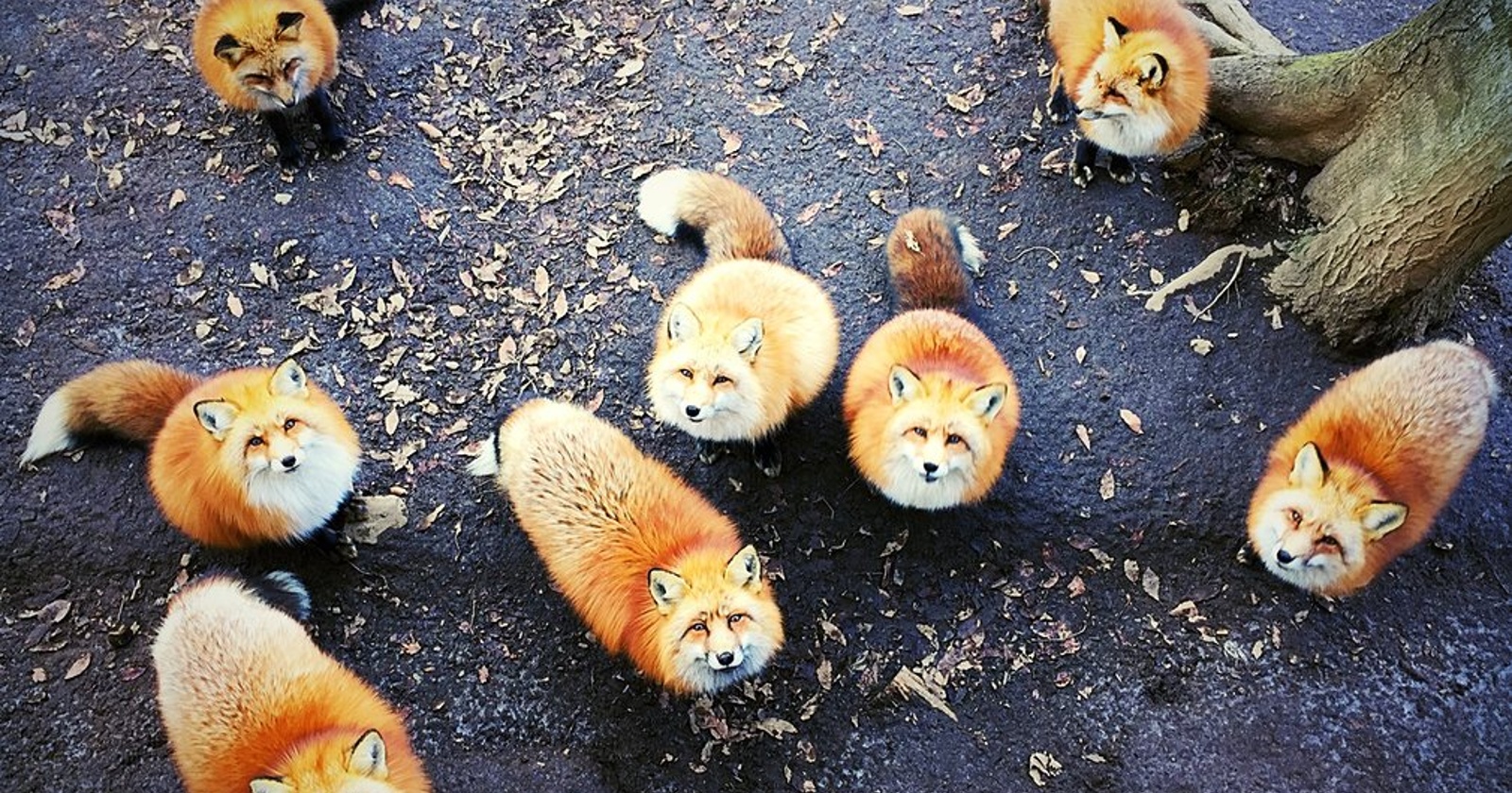 Zmagovalci IPPAwards