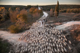 Susana Girón, Transhumance in Spain, 2015 / Cañada Real Cazorla - Ubeda (Jaen, Spain)