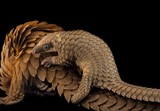 Foto: Joel Sartore 