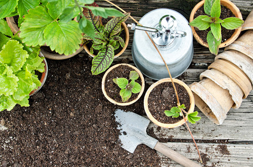 Urban Jungle 1490617117544