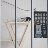 Foto: Mestni Mačjak