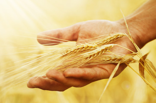 Svetovni dan hrane 1507981284321