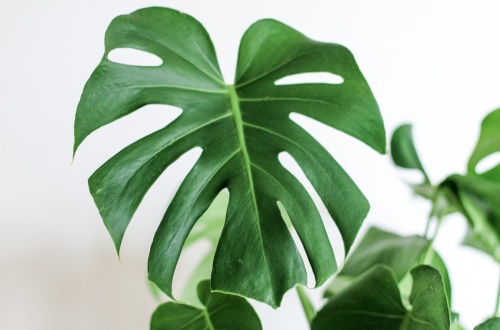 Foto: Unsplash 1524039954454