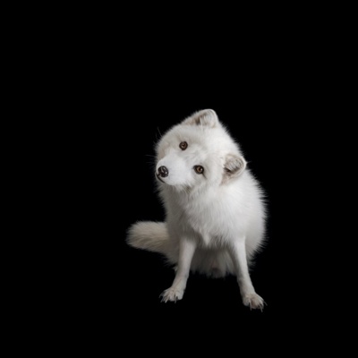 Foto: Joel Sartore, National Geographic Photo Ark