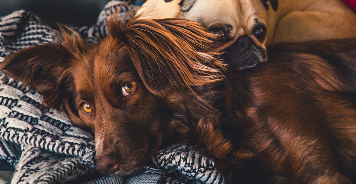 HIšni ljublječki naj bodo na toplem