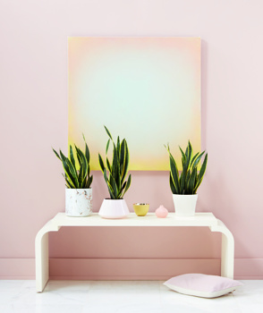 Zelo svetli odtenki koralne barve, ki jih poživi naravna zelena. Foto: Pinterest