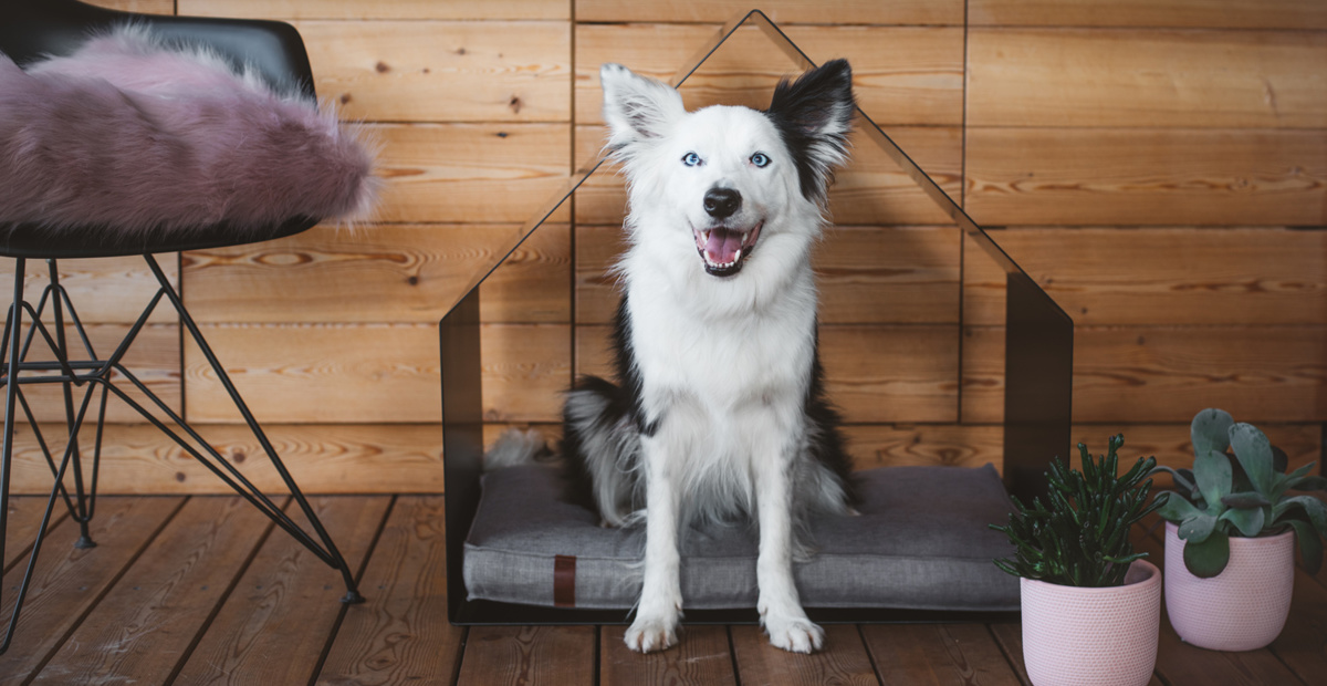 Mačji in pasji glamur