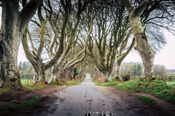 The Dark Hedges, foto: Unsplash