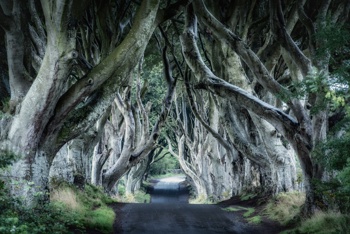 The Dark Hedges, foto: Unsplash