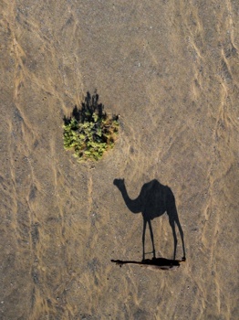 Pohvala v Wildlife kategoriji. Sharjah, Ash Shariqah, Združeni Arabski Emirati. Foto: Ahmed Al-Ali