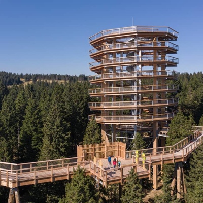 Foto: Pot med krošnjami Pohorje