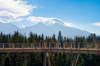 Foto: Pot med krošnjami Pohorje