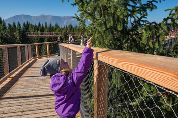 Foto: Pot med krošnjami Pohorje