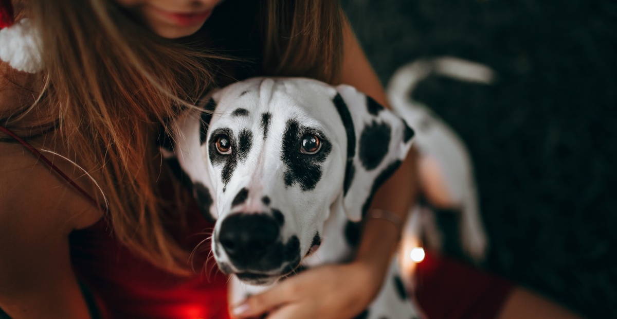 Dalmatinec. Foto: Unsplash