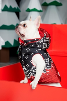 Poldo Dog Couture in Moncler