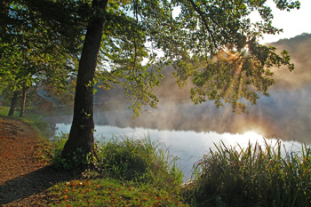 Forest glamping resort Blaguš. Foto: charmingslovenia.com