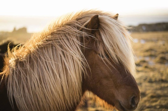 islandski konji
