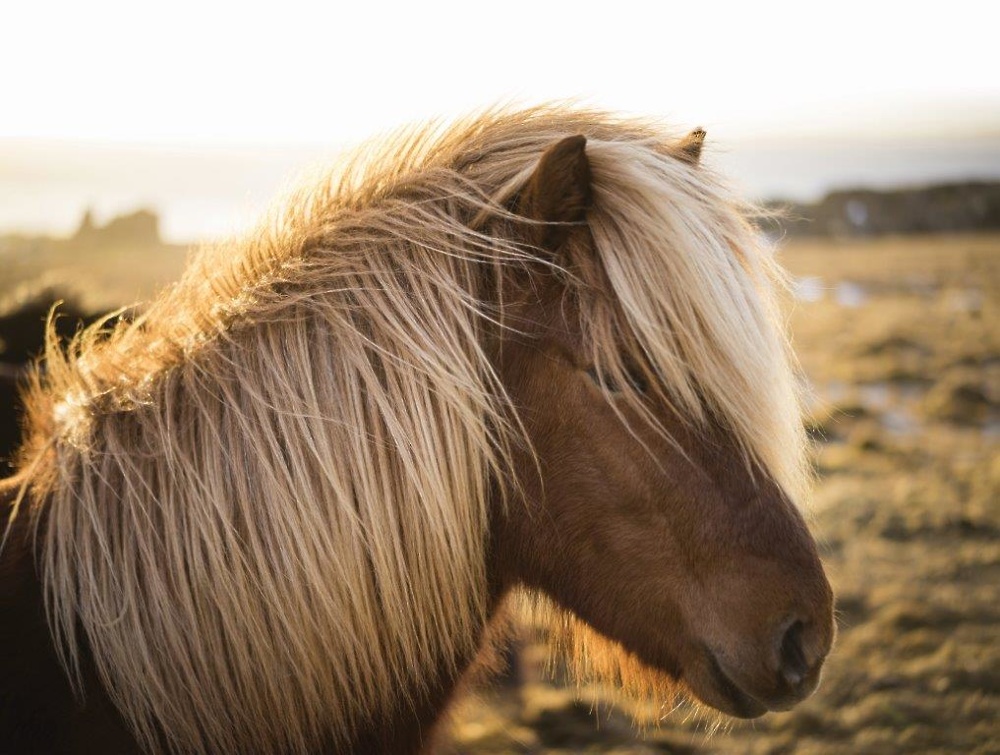 islandski konji