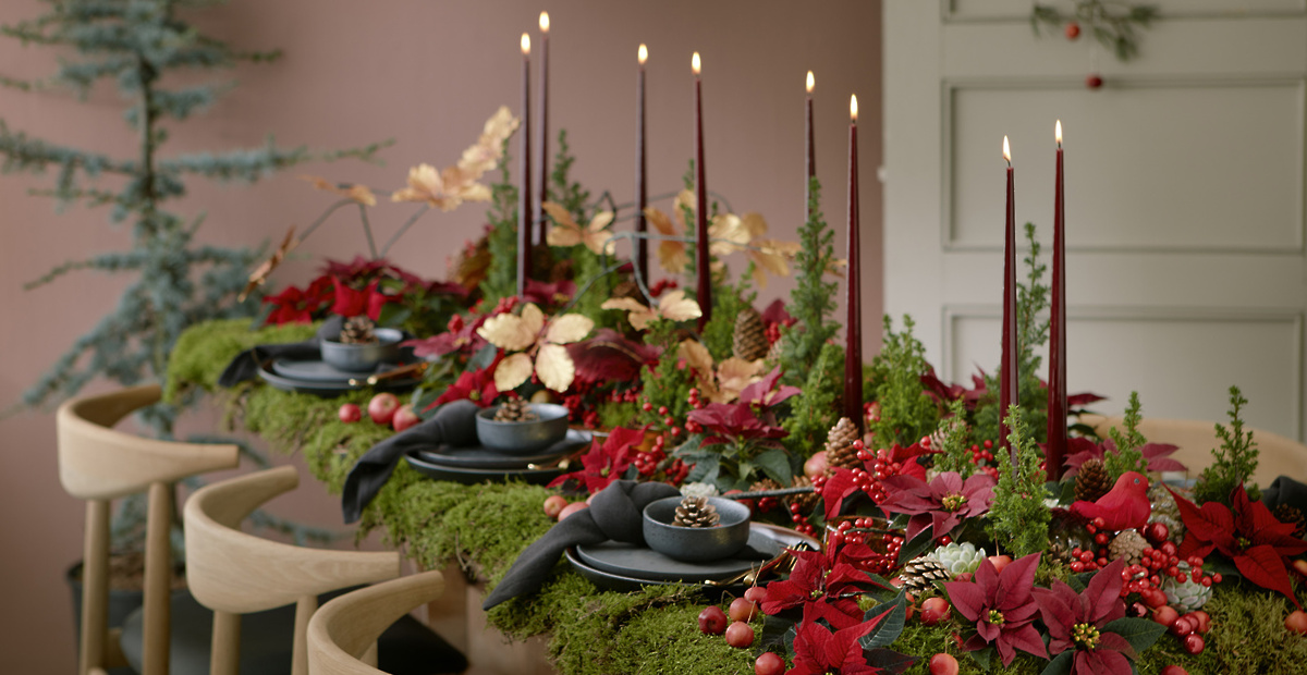 foto6božične-zvezde-