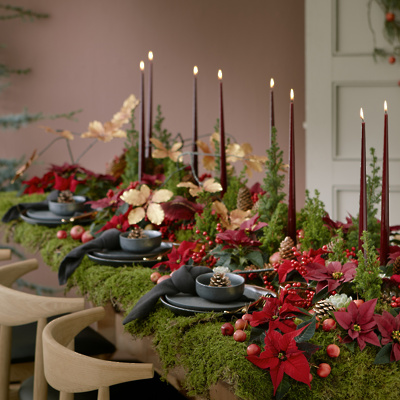 foto6božične-zvezde-