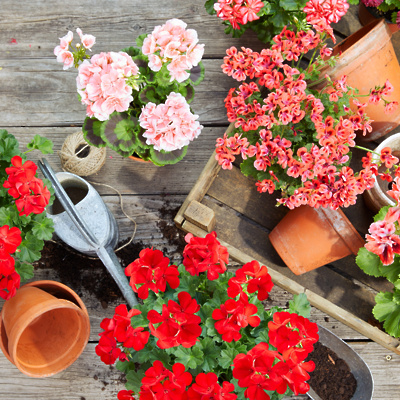 kakoskrbetizapelargonije103