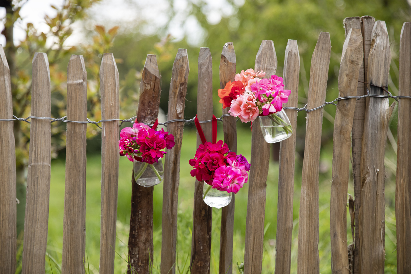šopki s pelargonijami101