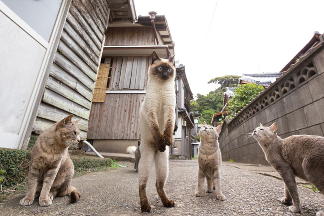Foto: Kenichi Morinaga/Comedy Pet Photo Awards 2023
