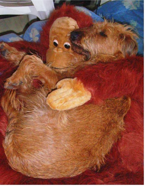 Foto: Katia Pillonelkylians/Comedy Pet Photo Awards 2023