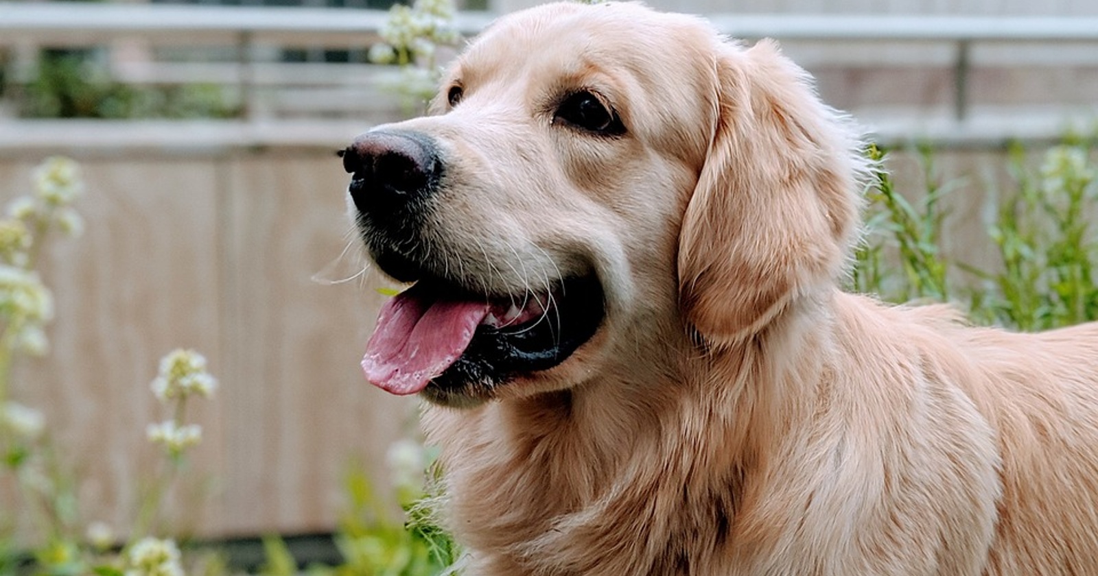 golden-retriever-42922541280